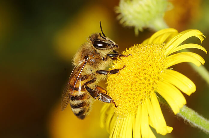 arı türleri