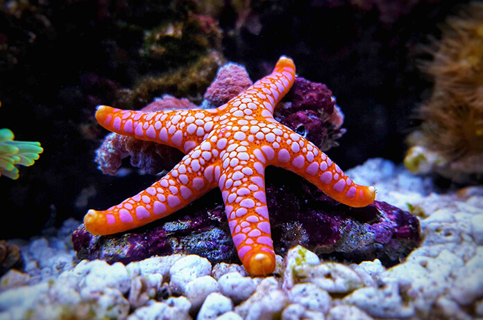 deniz yıldızı