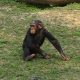 şempanze